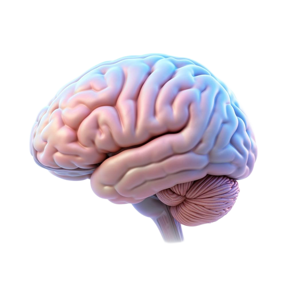 Anatomical illustration of a human brain showing five regions commonly evaluated during qEEG brain mapping